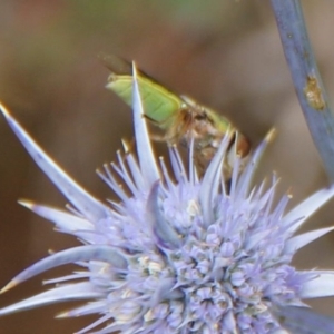 Odontomyia decipiens at Franklin Grassland (FRA_5) - 11 Dec 2023