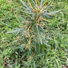 Xanthium spinosum (Bathurst Burr) at Nicholls, ACT - 15 Jan 2024 by Rosie