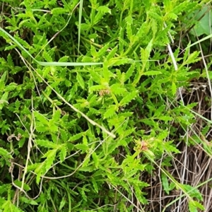 Gonocarpus tetragynus at Gundaroo, NSW - 16 Jan 2024 09:54 AM