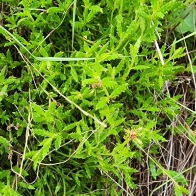 Gonocarpus tetragynus (Common Raspwort) at Gundaroo, NSW - 16 Jan 2024 by Gunyijan