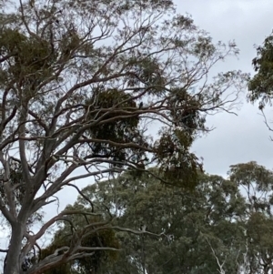 Falco peregrinus at Harcourt Hill - 16 Jan 2024