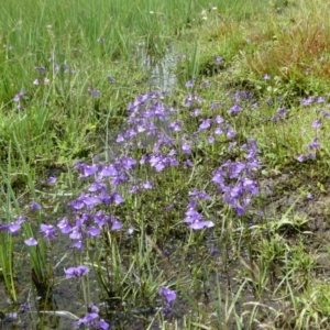 Utricularia dichotoma at The Tops at Nurenmerenmong - suppressed