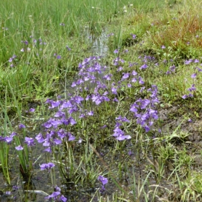 Utricularia dichotoma (Fairy Aprons, Purple Bladderwort) at Nurenmerenmong, NSW - 19 Jan 2023 by peterchandler