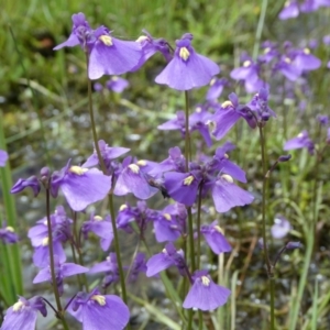 Utricularia dichotoma at The Tops at Nurenmerenmong - 19 Jan 2023