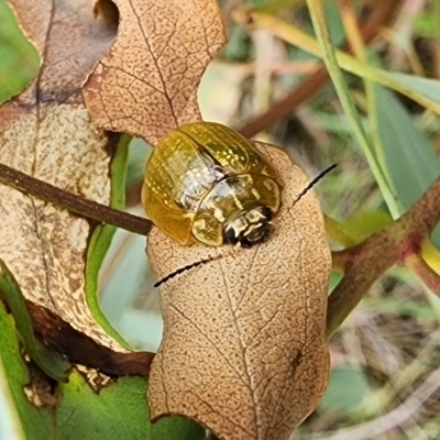 Paropsisterna cloelia (Eucalyptus variegated beetle) at Gundaroo, NSW - 15 Jan 2024 by Gunyijan