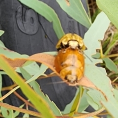 Paropsisterna cloelia at Gundaroo, NSW - 15 Jan 2024