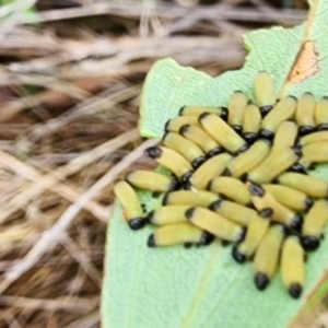 Paropsisterna cloelia at Gundaroo, NSW - 15 Jan 2024