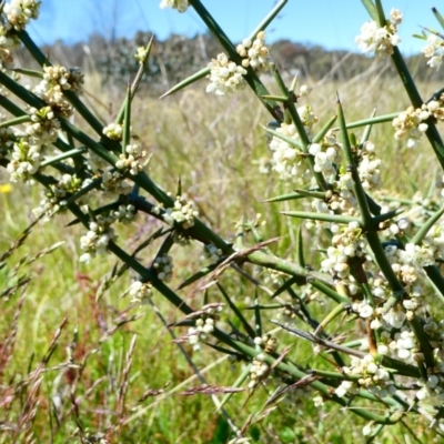 Discaria pubescens (Australian Anchor Plant) at Nurenmerenmong, NSW - 17 Dec 2022 by peterchandler