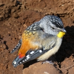 Pardalotus punctatus (Spotted Pardalote) at The Tops at Nurenmerenmong - 15 Dec 2022 by peterchandler