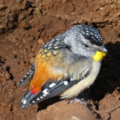 Pardalotus punctatus (Spotted Pardalote) at Nurenmerenmong, NSW - 15 Dec 2022 by peterchandler