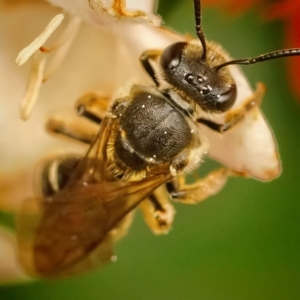 Lasioglossum (Chilalictus) sp. (genus & subgenus) at Page, ACT - 16 Jan 2024