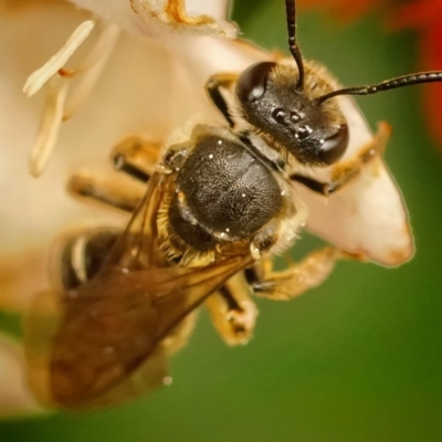 Lasioglossum (Chilalictus) sp. (genus & subgenus) (Halictid bee) at Page, ACT - 16 Jan 2024 by DonTaylor