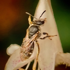 Lasioglossum (Chilalictus) sp. (genus & subgenus) at Page, ACT - suppressed