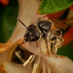 Lasioglossum (Chilalictus) sp. (genus & subgenus) at Page, ACT - 16 Jan 2024