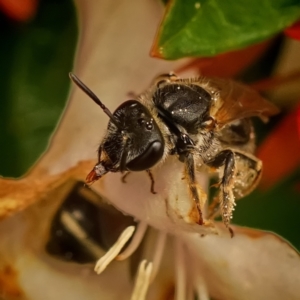 Lasioglossum (Chilalictus) sp. (genus & subgenus) at Page, ACT - suppressed