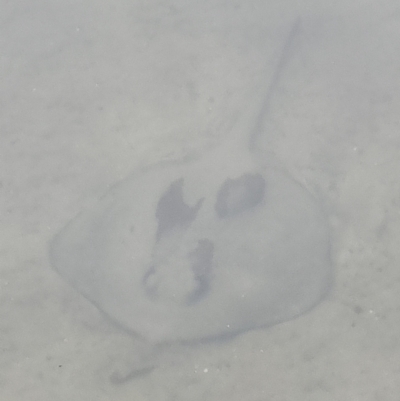 Unidentified Shark / Ray at Surfside, NSW - 16 Jan 2024 by jhotchin