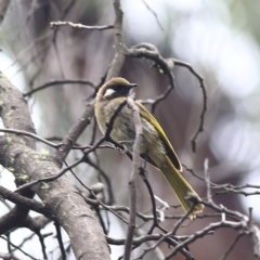 Nesoptilotis leucotis (White-eared Honeyeater) at Namadgi National Park - 16 Jan 2024 by MichaelWenke