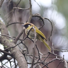 Nesoptilotis leucotis at Namadgi National Park - 16 Jan 2024