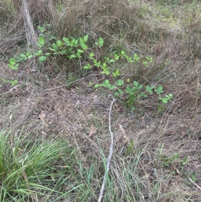Rubus anglocandicans (Blackberry) at Aranda, ACT - 16 Jan 2024 by lbradley