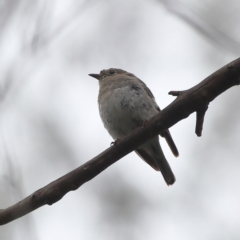 Petroica phoenicea (Flame Robin) at Namadgi National Park - 16 Jan 2024 by MichaelWenke