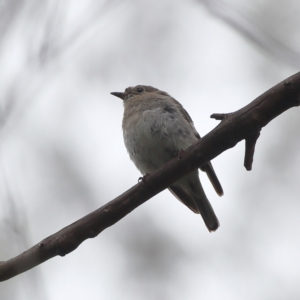 Petroica phoenicea at Namadgi National Park - 16 Jan 2024