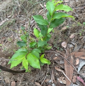 Prunus sp. at Cook, ACT - 16 Jan 2024