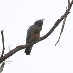 Callocephalon fimbriatum (Gang-gang Cockatoo) at Tharwa, ACT - 15 Jan 2024 by Trevor