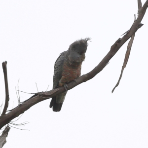 Callocephalon fimbriatum at Namadgi National Park - 16 Jan 2024