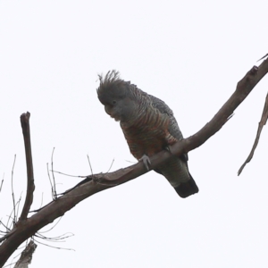 Callocephalon fimbriatum at Namadgi National Park - 16 Jan 2024