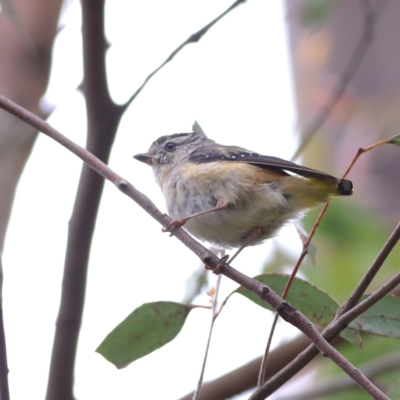 Pardalotus punctatus (Spotted Pardalote) at Namadgi National Park - 16 Jan 2024 by MichaelWenke