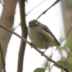 Pardalotus punctatus at Namadgi National Park - 16 Jan 2024