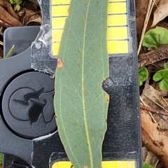 Eucalyptus melliodora at Googong Foreshore - 16 Jan 2024