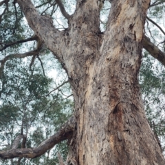 Eucalyptus melliodora at Googong Foreshore - 16 Jan 2024