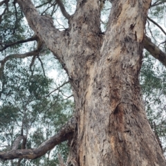 Eucalyptus melliodora at Googong Foreshore - 16 Jan 2024 03:02 PM