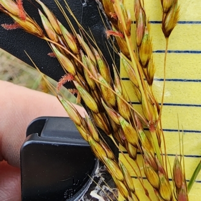 Sorghum leiocladum (Wild Sorghum) at Googong, NSW - 16 Jan 2024 by Steve818