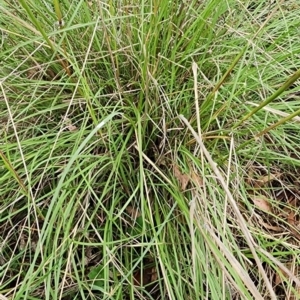 Sorghum leiocladum at QPRC LGA - 16 Jan 2024