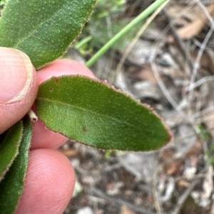 Eucalyptus macrorhyncha subsp. macrorhyncha at Aranda Bushland - 16 Jan 2024
