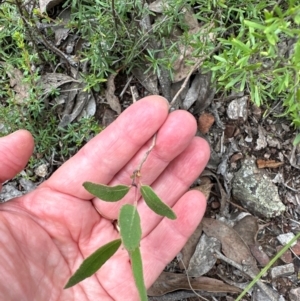 Eucalyptus macrorhyncha subsp. macrorhyncha at Aranda Bushland - 16 Jan 2024