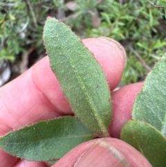 Eucalyptus macrorhyncha subsp. macrorhyncha at Aranda Bushland - 16 Jan 2024