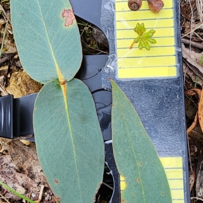 Eucalyptus dives (Broad-leaved Peppermint) at Googong, NSW - 16 Jan 2024 by Steve818