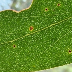 Eucalyptus dives at QPRC LGA - 16 Jan 2024