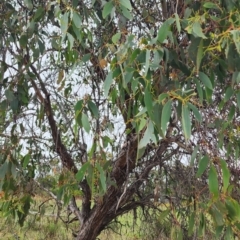 Eucalyptus dives at QPRC LGA - 16 Jan 2024