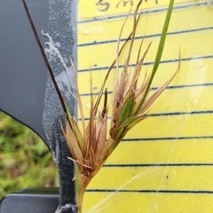 Themeda triandra (Kangaroo Grass) at Googong, NSW - 16 Jan 2024 by Steve818