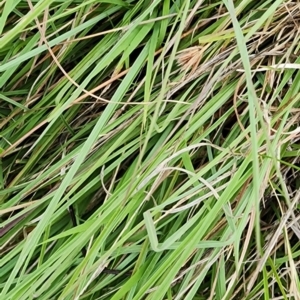 Themeda triandra at Googong Foreshore - 16 Jan 2024