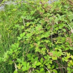 Rubus anglocandicans (Blackberry) at Googong Foreshore - 16 Jan 2024 by Steve818