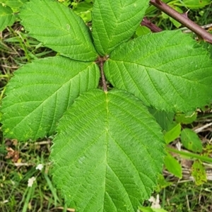 Rubus anglocandicans at Googong Reservoir - 16 Jan 2024