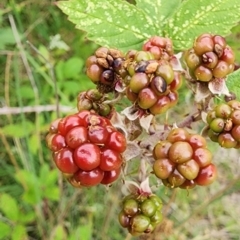 Rubus anglocandicans at Googong Reservoir - 16 Jan 2024