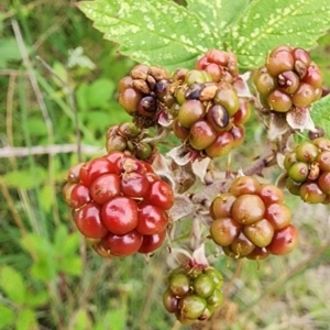 Rubus anglocandicans at Googong Reservoir - 16 Jan 2024 02:21 PM