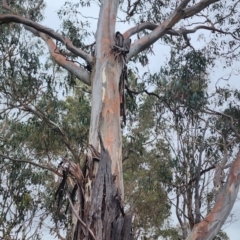Eucalyptus rubida subsp. rubida at QPRC LGA - 16 Jan 2024