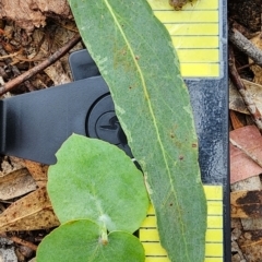 Eucalyptus bridgesiana (Apple Box) at Googong Foreshore - 16 Jan 2024 by Steve818